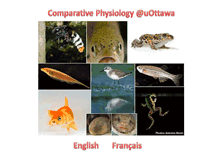 Tablet Screenshot of compphys.uottawa.ca